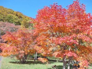 dscn6781